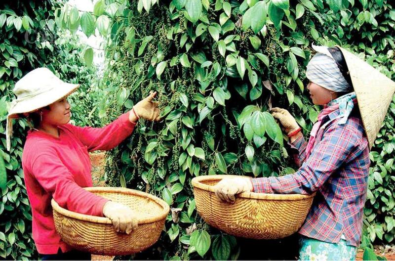 Thu hoạch hồ tiêu tại Gia Lai. Ảnh: Hiền Mai