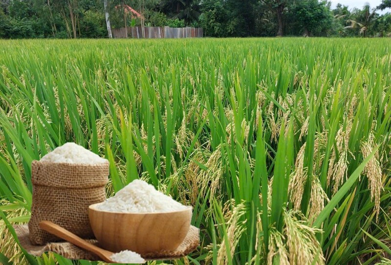 Giá lúa gạo hôm nay ngày 18/6/2026: Gạo xuất khẩu tiếp đà tăng nhẹ. Ảnh: Thanh Minh.