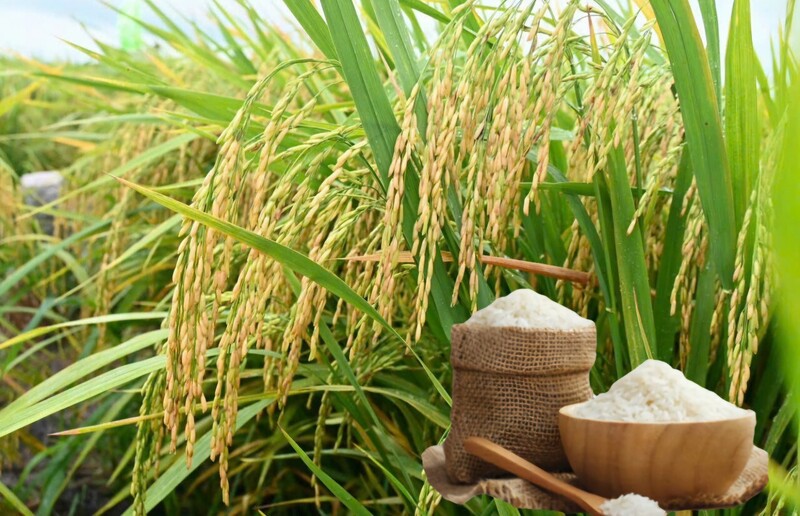Giá lúa gạo hôm nay ngày 1/7/2026: Gạo thơm Jasmine tăng 1.000 đồng/kg. Ảnh: Thanh Minh.