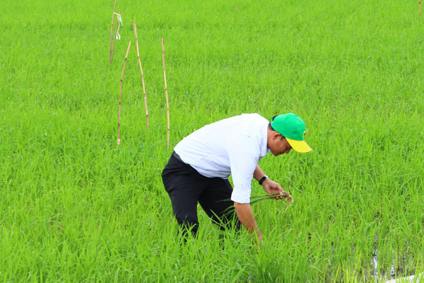 Thăm đồng thường xuyên để phát hiện sâu bệnh, phòng trị kịp thời.