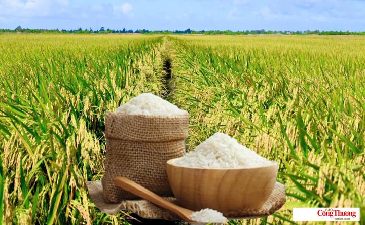 Giá lúa gạo hôm nay ngày 16/9/2026: Gạo xuất khẩu giảm.