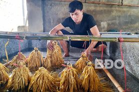 Anh Danh nuôi lươn không bùn