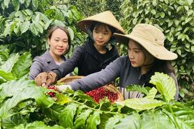 Giá cà phê hôm nay 7/3/2025 trong nước giảm mạnh