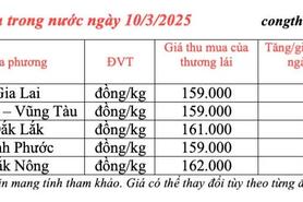Giá tiêu hôm nay 10/3/2025, trong nước ổn định mức cao