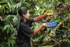 Giá cà phê hôm nay 26/3/2025 thị trường trở lại 'sắc xanh'