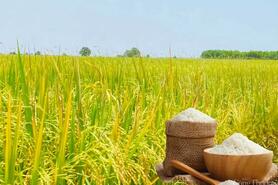 Giá lúa gạo hôm nay ngày 22/4: Thị trường lặng sóng