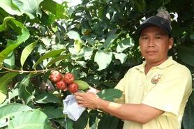Nhiều nông dân Sóc Trăng 'đổi đời' từ cây mận OCOP