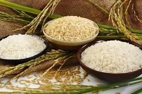 Gạo Japonica xanh của Việt Nam mở cánh cửa vào thị trường khó tính Nhật Bản
