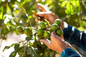 Nông dân Tuần Giáo làm giàu từ cây tỷ đô