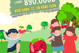 Du lịch nông sản 0 đồng ‘hút khách’ mùa hè