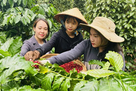 Giá cà phê hôm nay 25/6/2025, thị trường thế giới lao dốc, giảm mạnh