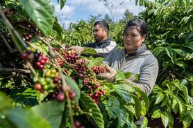 Giá tiêu hôm nay 30/6/2025: trong nước neo ngưỡng khá cao