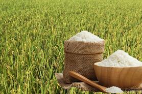 Giá lúa gạo hôm nay ngày 30/6: Gạo bình ổn, lúa tương chững giá