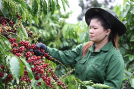 Xuất khẩu viên nén: Tăng trưởng 2 con số và 5 thách thức lớn