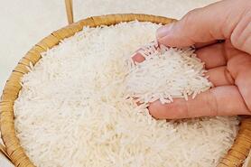 Giá lúa gạo hôm nay ngày 4/7/2025: Lúa tươi chững giá, gạo bình ổn