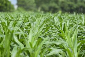 Vinamilk “mở khóa tự nhiên” tại Green Farm: mô hình sinh thái truyền cảm hứng doanh nghiệp