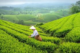 Sa Pa: Kể câu chuyện văn hóa để nâng tầm nông sản gắn du lịch bền vững