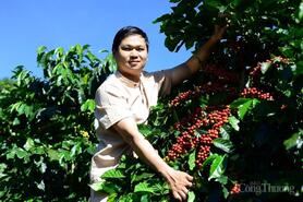 Giá cà phê hôm nay 20/8/2025: Thế giới tăng, trong nước giảm nhẹ