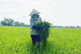 Từ mô hình nhỏ lẻ đến chuỗi giá trị bền vững, làm giàu cho nông dân Ninh Bình