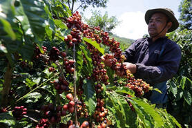 Giá cà phê giữ mức 120.000 đồng/kg khi vụ thu hoạch sắp bắt đầu