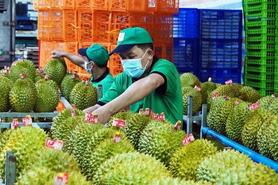 Xuất khẩu rau quả tháng 8 tăng trưởng mạnh, Việt Nam là Top 3 thị trường cung cấp tại Trung Quốc