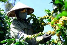 Giá cà phê hôm nay 18/9/2025: Trong nước đảo chiều giảm mạnh
