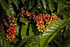 Giá cà phê đồng loạt tăng 3.000 đồng/kg