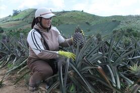 Dứa Cư Pui: Xây dựng thương hiệu, mở rộng thị trường