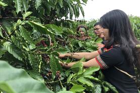 Liên kết sản xuất, hướng đi mới cho cà phê đồng bào dân tộc thiểu số
