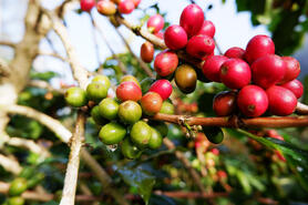 Giá cà phê ở mức 114.500 đồng/kg, dự báo khó giảm sâu