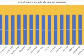 Giá heo hơi hôm nay 11/11/2025: Đồng loạt giảm 1.000 đồng/kg