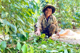 Neo ở mức 147.000 đồng/kg, giá tiêu tiếp tục hưởng lợi những tháng cuối năm