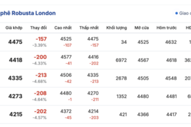 Giá cà phê hôm nay 13/11/2025: Tiếp tục giảm nhẹ