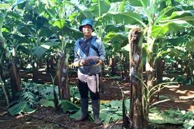 Gia Lai nỗ lực vực dậy vùng cây xuất khẩu sau bão số 13