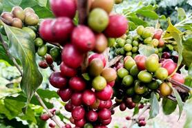 Niên vụ 2026-2027 có thể dư 7-10 triệu bao, cà phê đối diện áp lực mới