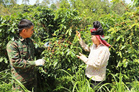 Mai Sơn trên hành trình nông thôn mới: HTX làm nòng cốt, OCOP làm động lực