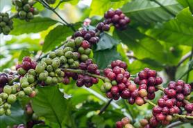 Giá cà phê hôm nay 21/11/2025: Đảo chiều giảm mạnh