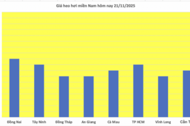 Giá heo hơi hôm nay 21/11/2025: Tăng mạnh, miền Bắc lập đỉnh