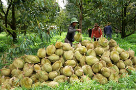 Xuất khẩu sầu riêng: Minh bạch mã số để bảo toàn thị trường tỷ đô