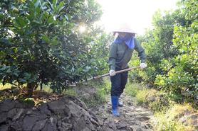 Thanh Hóa: Nông dân trồng quất Tết tất bật, quả chưa chín đã kín đơn