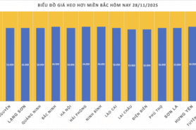 Giá heo hơi hôm nay 28/11/2025: