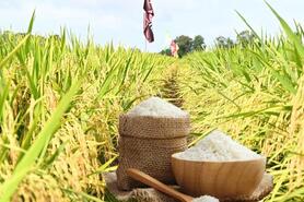 Giá lúa gạo hôm nay ngày 2/12: Lúa tươi đồng loạt tăng mạnh