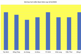 Giá heo hơi hôm nay 3/12/2025: Tăng mạnh đến 4.000 đồng/kg