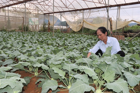 Liên kết "3 nhà" phát triển chuỗi nông sản khép kín