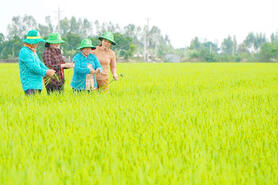 Đồng Tháp xây dựng nông thôn xanh – hiện đại dựa trên trụ cột HTX