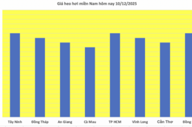 Giá heo hơi hôm nay 10/12/2025: Biến động trái chiều