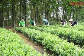 Nông thôn đổi mới, đời sống người dân xứ Tuyên liên tục được nâng lên