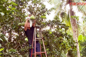 Cách mạng số mở lối cho HTX trẻ ở Gia Lai tiêu thụ hàng trăm tấn nông sản