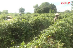 Sản phẩm OCOP bạc tỷ mở đường cho nông thôn mới bền vững ở Quảng Ninh