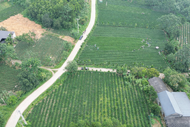 Vị ngọt nông thôn mới trên những đồi chè